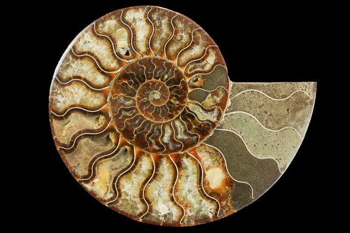Cut & Polished Ammonite Fossil (Half) - Madagascar #158018